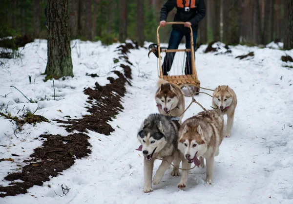 Dog team is running in the snow at sled dog race on snow in winter (shallow DOF)