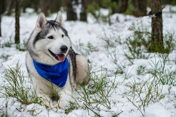 Young Husky dog stands on its hind legs (shallow DOF)