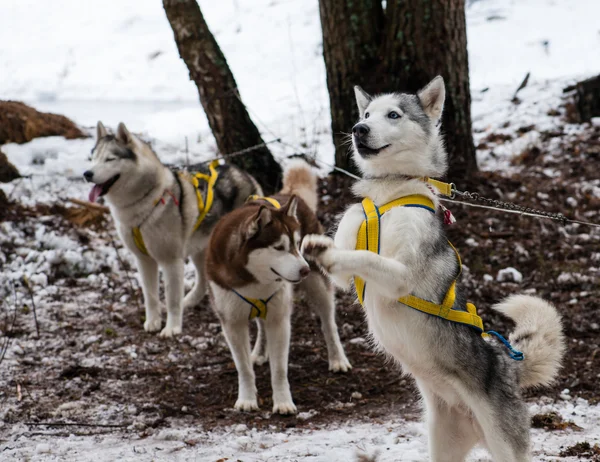 Young Husky dog stands on its hind legs (shallow DOF)