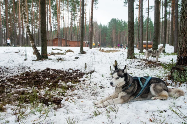 A beautiful Siberian Husky dog resting his head on snow covered