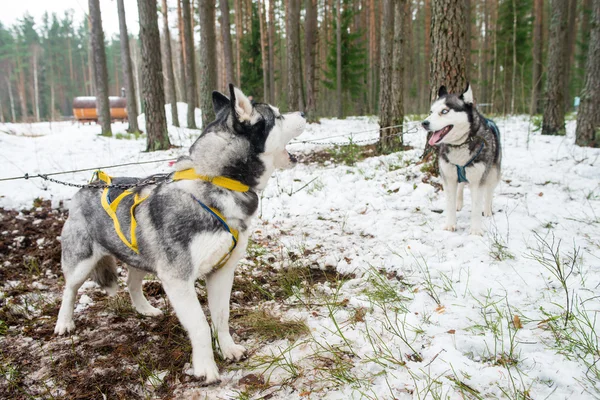 Husky dog barks. Outdoor In Winter, Snow Background