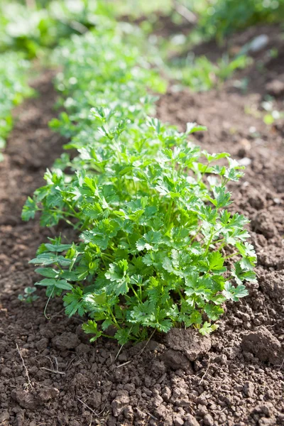 Fresh green spice parsley growing on cultivated garden.