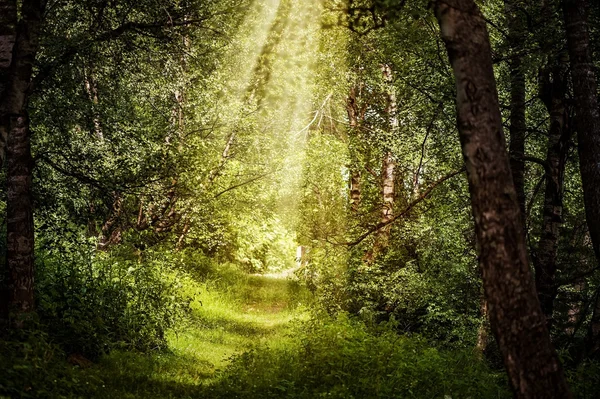 Sun rays through branches in beautiful magic forest