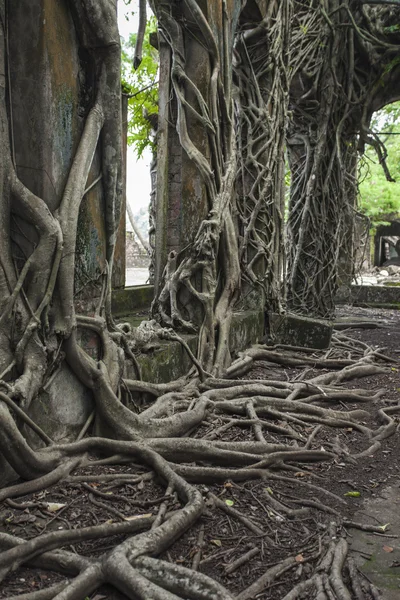 Ruin of abandoned building covered with roots on Ross Island. An
