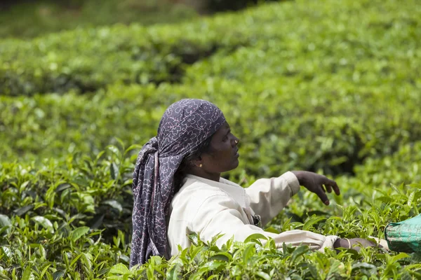 MUNNAR, INDIA - DECEMBER 16, 2015 : Woman picking tea leaves in