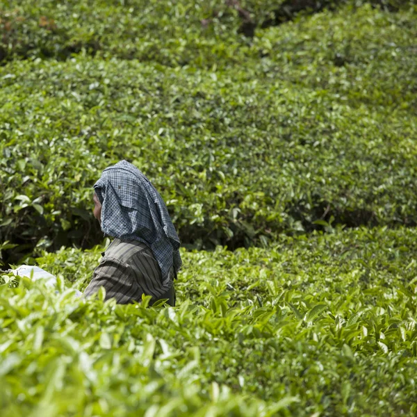 MUNNAR, INDIA - DECEMBER 16, 2015 : Woman picking tea leaves in