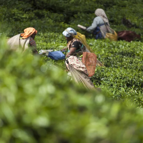 MUNNAR, INDIA - DECEMBER 16, 2015 : Woman picking tea leaves in