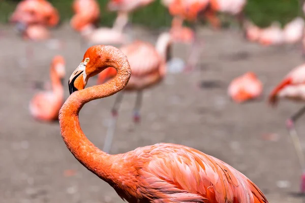 The pink Caribbean flamingo ( Phoenicopterus ruber ruber ) goes on water. Pink flamingo goes on a swamp.