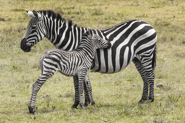 Zebras in Ngorongoro conservation area, Tanzania