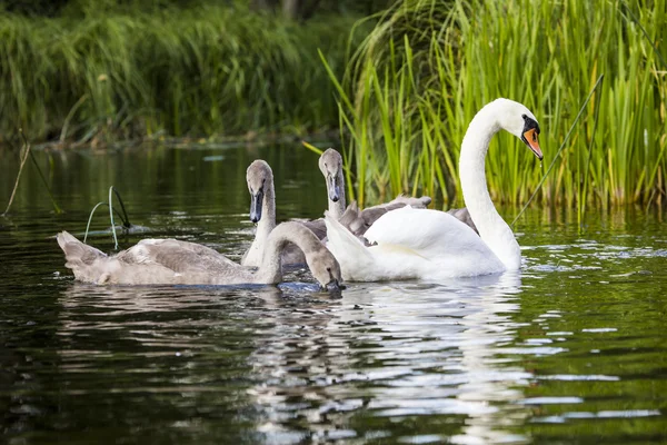Young swans are swimming together in the Hancza River, Poland.