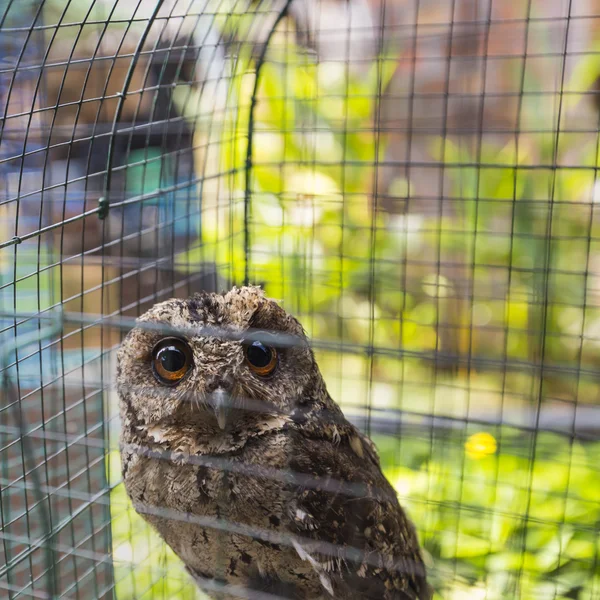 Owls are sitting in cage. Travel photo in local bird market in I