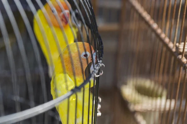 Colorful cages for sale at the bird market in Yogyakarta, Java,