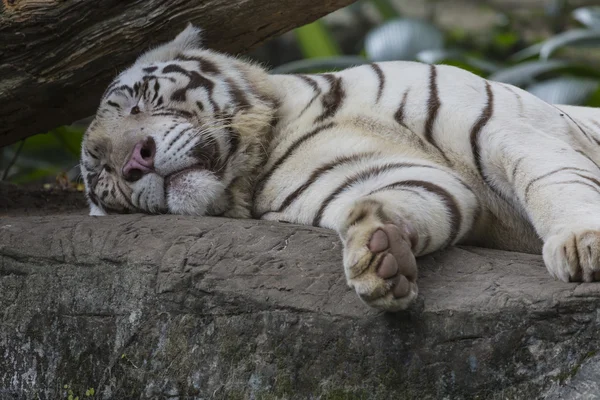 Rare Black and White Striped Adult Tiger