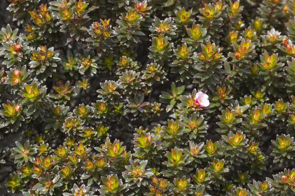 A very rare endemic plants on the plateau of Roraima - Venezuela