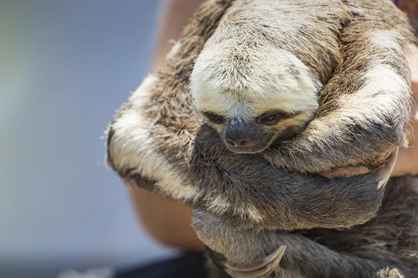 Exotic pet, a Pale-throated Sloth (Bradypus tridactylus)