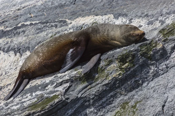 Fur seals (Arctocephalus forsteri) colony in Milford Sound, Fior