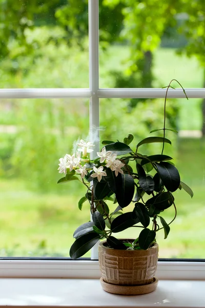 Jasmine room plant on windowsill