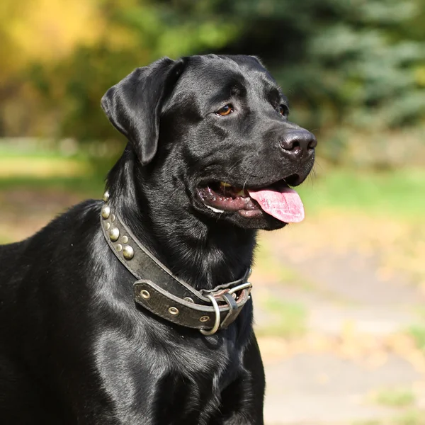 Dog black Labrador shines in the sun