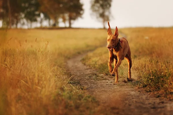 Dog breed Pharaoh hound running