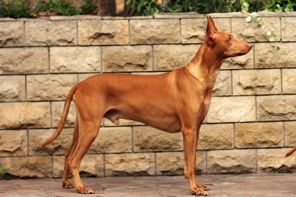 Dog breed Pharaoh hound standing