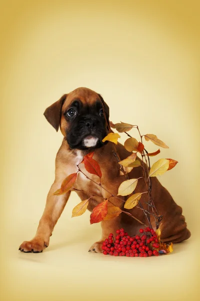 A scared puppy boxer is hiding behind a thin branch with leaves