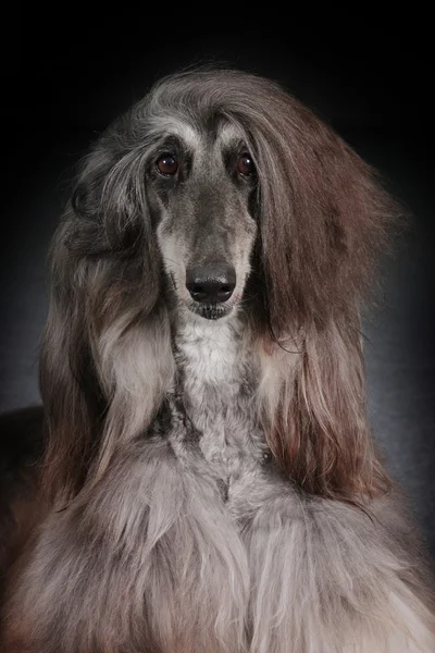 Beautiful Afghan dog on dark background