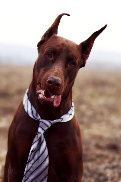 Business dog Doberman tie funny