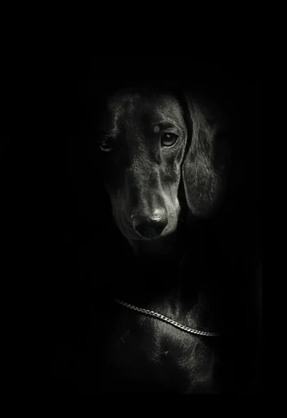 Muzzle dog smooth-haired Dachshund on a black background