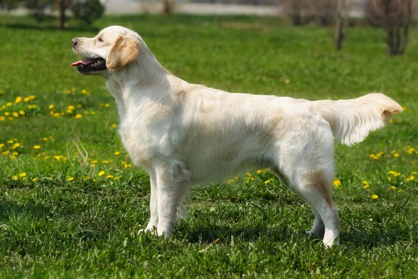 Beautiful purebred dog Golden Retriever standing