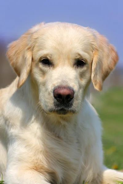 Pedigree dog Golden Retriever in the summer
