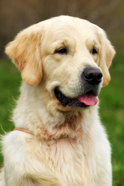 Beautiful happy dog Golden Retriever in the summer outdoors