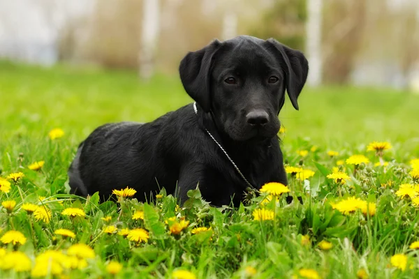 Beautiful purebred black Labrador puppy lying in the summer outd