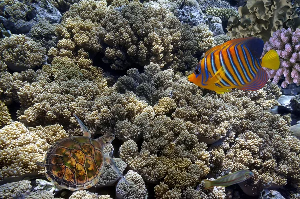 Tropical fish and Hard corals in the Red Sea, Egypt