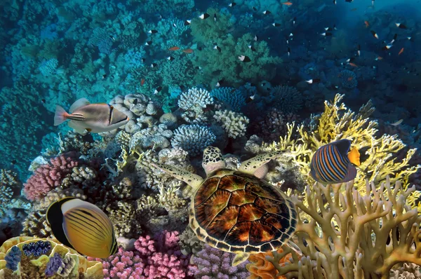 Close up of a giant turtle in the sea, red sea