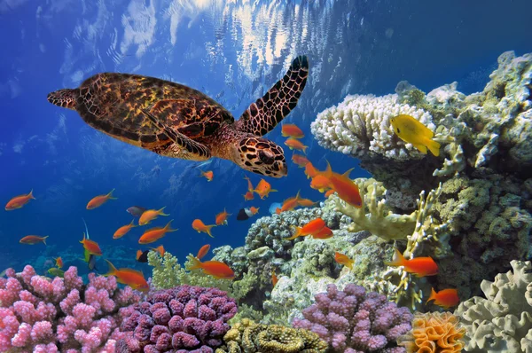 Turtle - Eretmochelys imbricata floats under water