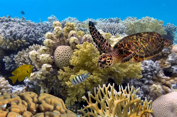 Green turtle swimming in blue ocean,great barrier reef