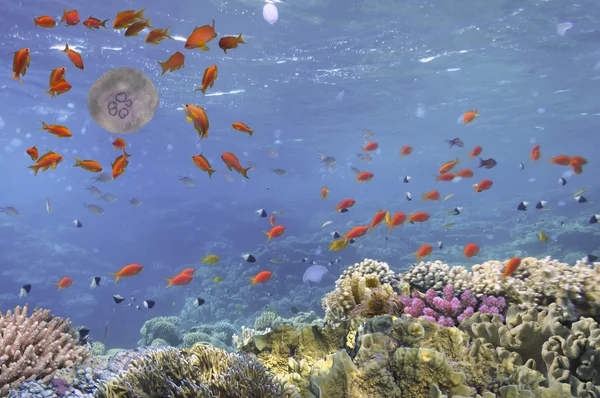 Underwater image of jellyfishes, Red Sea. Egypt