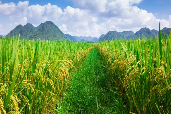 Rice field background