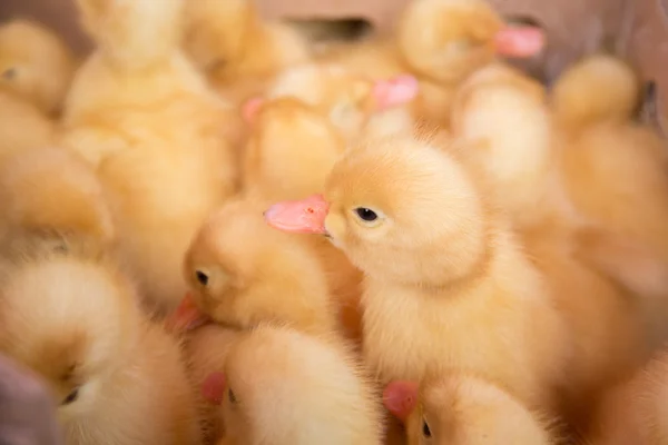 Poultry farm. Ducklings