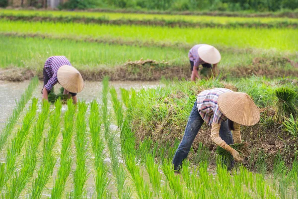 Vietnam Farmer growth rice on the field