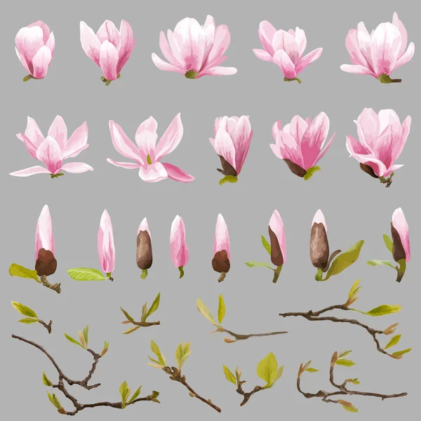 Magnolia Flowers and Leaves Set. Exotic Flower. Vector
