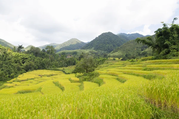 Rice farm on the mountain