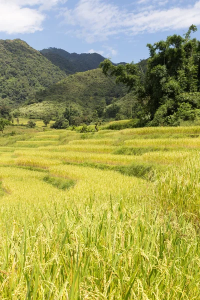 Rice farm on the mountain