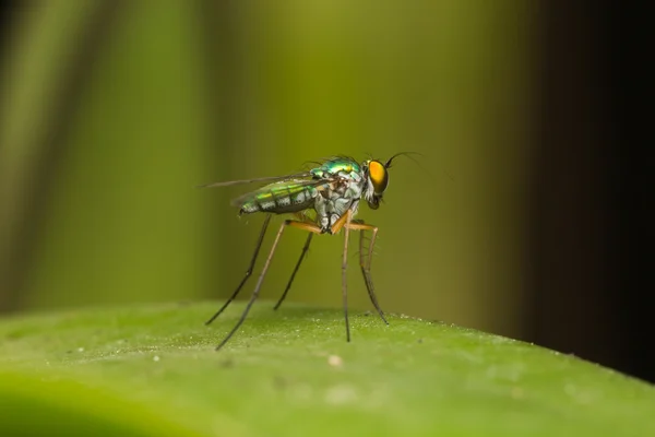 Macro small insects