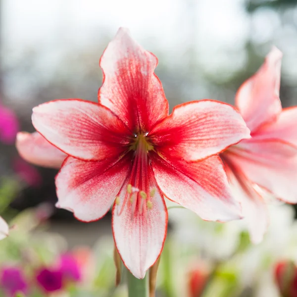Large red and white flowers.