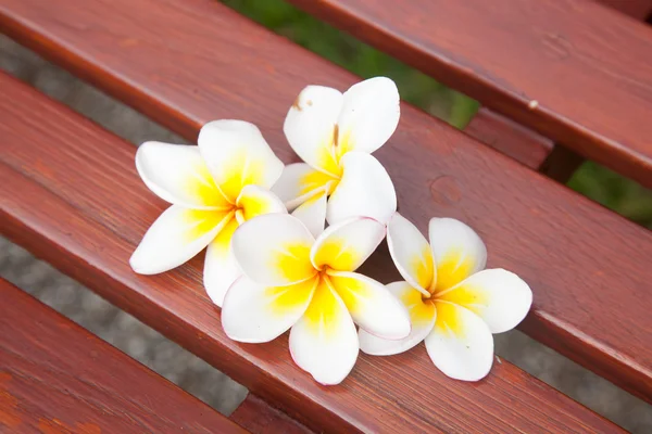 White flowers on a chair.