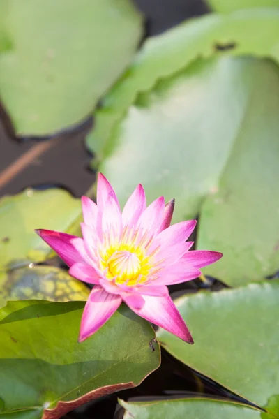 Lotus bloom in the garden