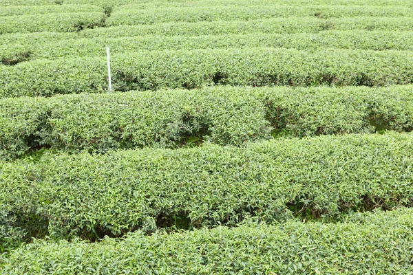 Tea tree farm