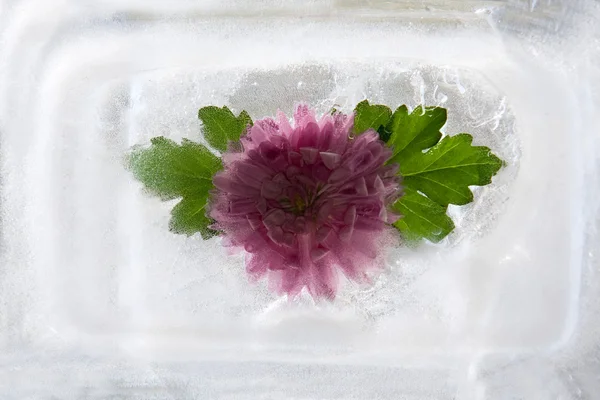 Frozen   flower of   chrysanthemum