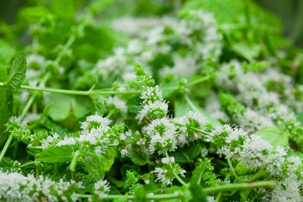 Mint flowers and leafs for tea